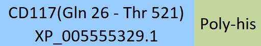 CD117 Structure