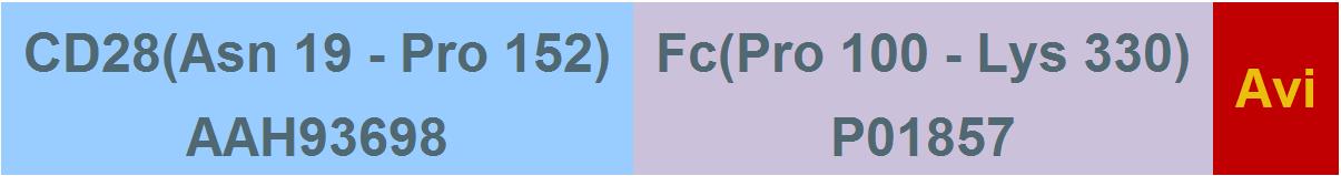 CD28 Structure