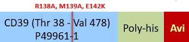 CD39 Structure