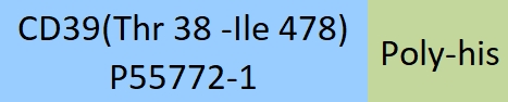 CD39 Structure