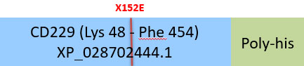 CD229 Structure