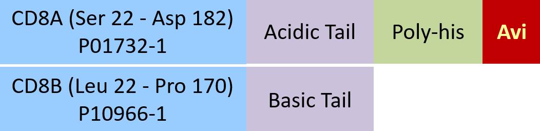 CD8 alpha & beta Structure