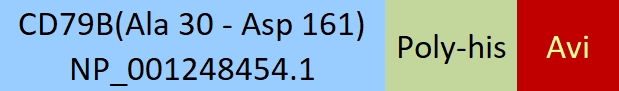 CD79B Structure