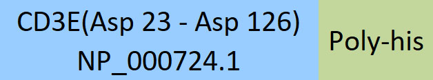 CD3 epsilon Structure