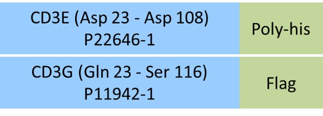 CD3E & CD3G Structure