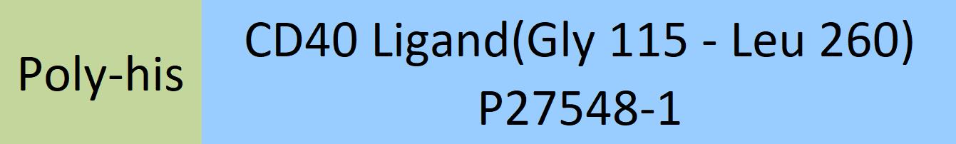 CD40 Ligand Structure