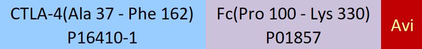 CTLA-4 Structure
