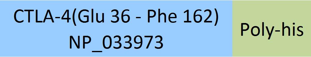 CTLA-4 Structure