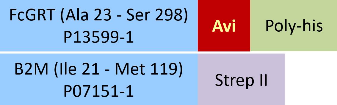 Online(Ala 23 - Ser 298 (FCGRT) & Ile 21 - Met 119 (B2M)) P13599-1 (FCGRT) & P07151-1 (B2M)