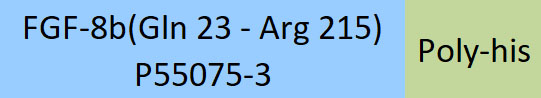 FGF-8b Structure