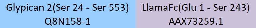 Glypican 2 Structure