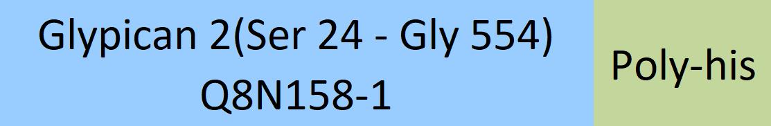 Glypican 2 Structure