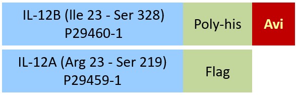 IL-12B & IL-12A Structure