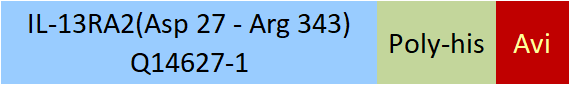 IL-13 R alpha 2 Structure