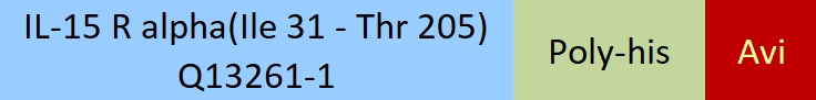 IL-15 R alpha Structure