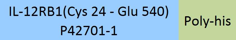 IL-12 R beta 1 Structure