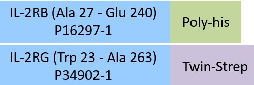 IL-2 R beta & IL-2 R gamma Structure