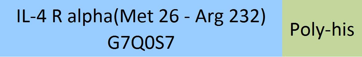 IL-4 R alpha Structure