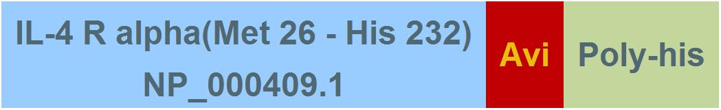 IL-4 R alpha Structure