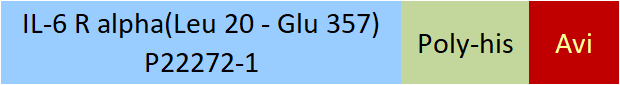 IL-6 R alpha Structure