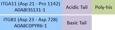 Integrin alpha 11 beta 1 Structure