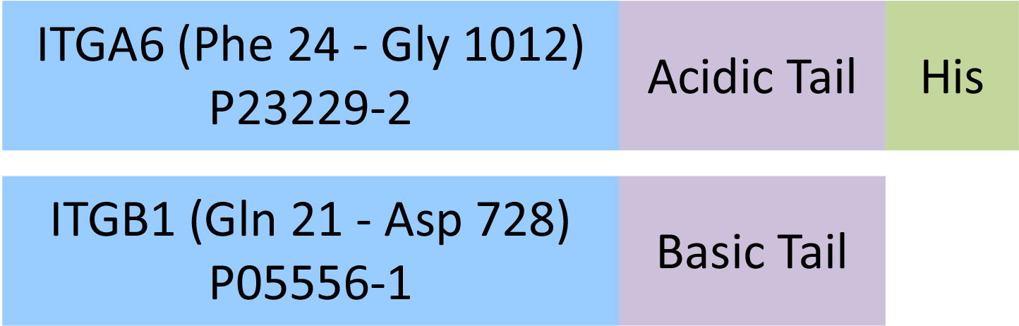 Integrin alpha 6 beta 1 Structure