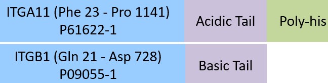 Online(Phe 23 - Pro 1141 (ITGA11) & Gln 21 - Asp 728 (ITGB1)) P61622-1 (ITGA11) & P09055-1 (ITGB1)