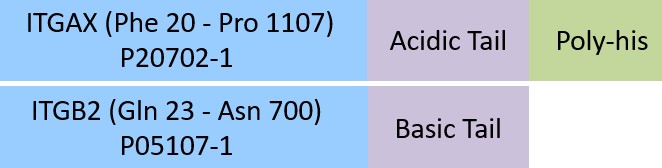 Integrin alpha X beta 2 Structure