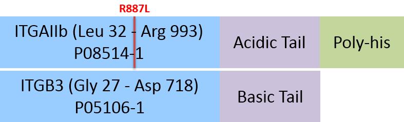 Integrin alpha 2b beta 3 Structure