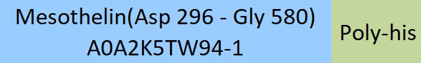 Mesothelin Structure