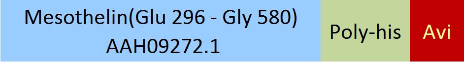 Mesothelin Structure