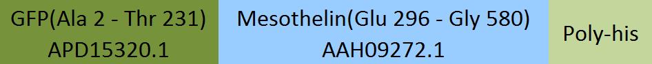 Mesothelin Structure