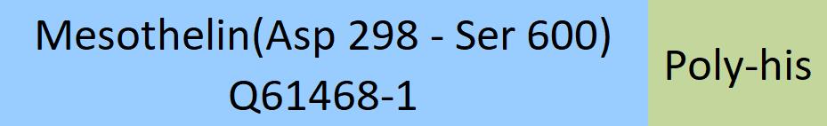 Mesothelin Structure