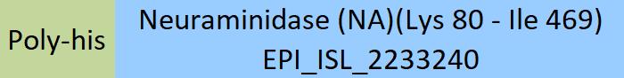 Neuraminidase (NA) Structure