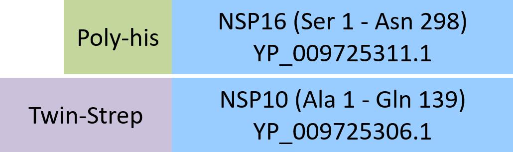 NSP16 & NSP10 Structure