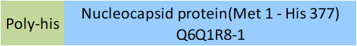Nucleocapsid protein Structure