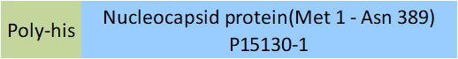 Nucleocapsid protein Structure