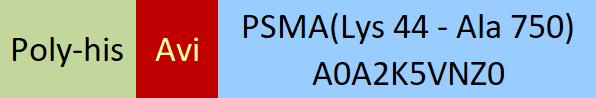 PSMA Structure