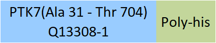 PTK7 Structure