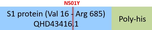 Spike S1 Structure