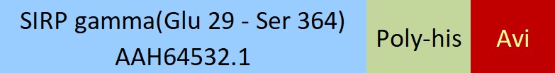 SIRP gamma Structure