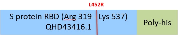 Spike RBD Structure