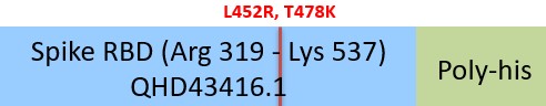 Spike RBD Structure