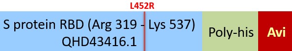 Spike RBD Structure