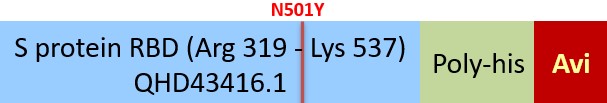 Spike RBD Structure