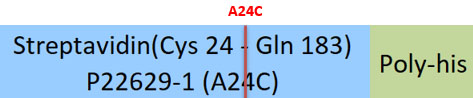 Streptavidin Structure