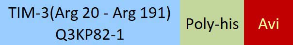 TIM-3 Structure