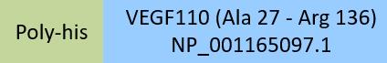 VEGF110 Structure