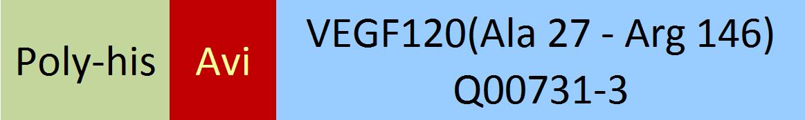 VEGF120 Structure