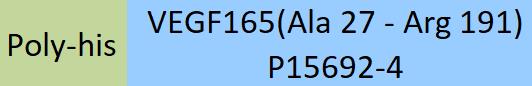 VEGF165 Structure